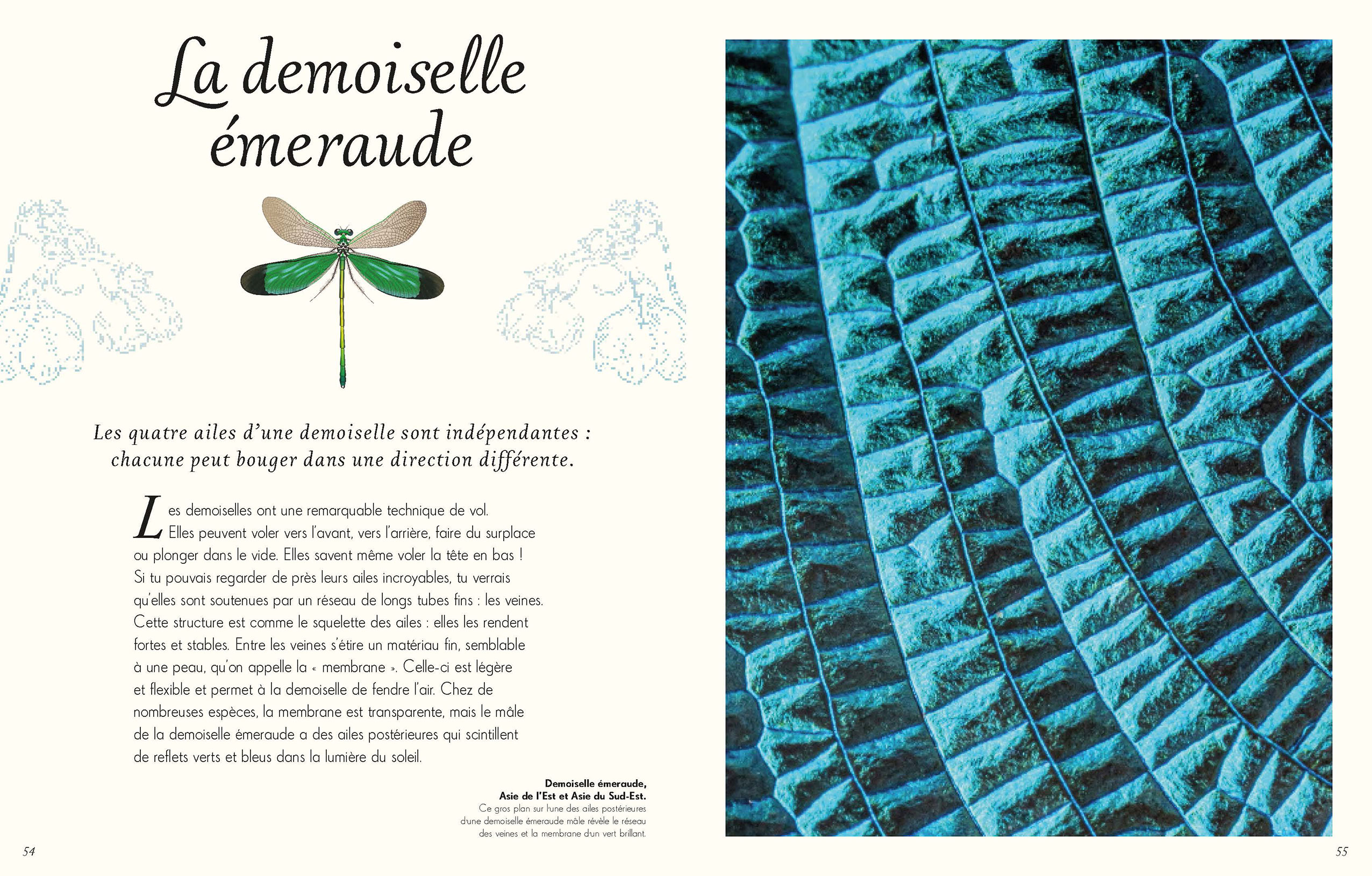 Anthologie Illustr e Des Insectes Et Autres Bestioles ditions Hurtubise anthologie-illustr-e-des-insectes-et-autres-bestioles-ditions-hurtubise
